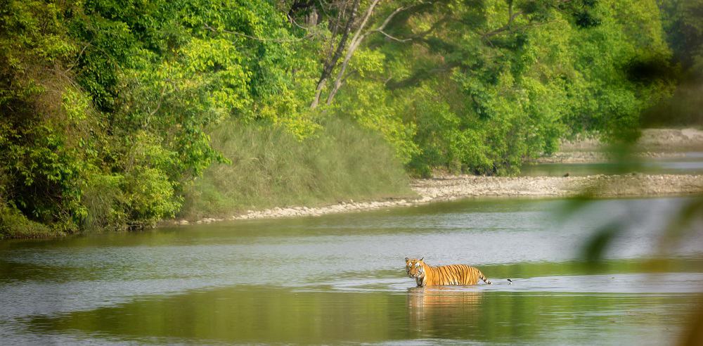 Bardia National Park Tiger